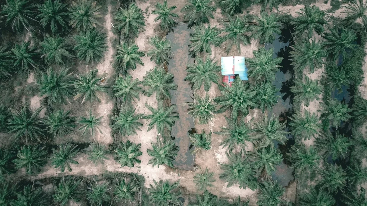 Palm Oil Plantation Tropical Forest