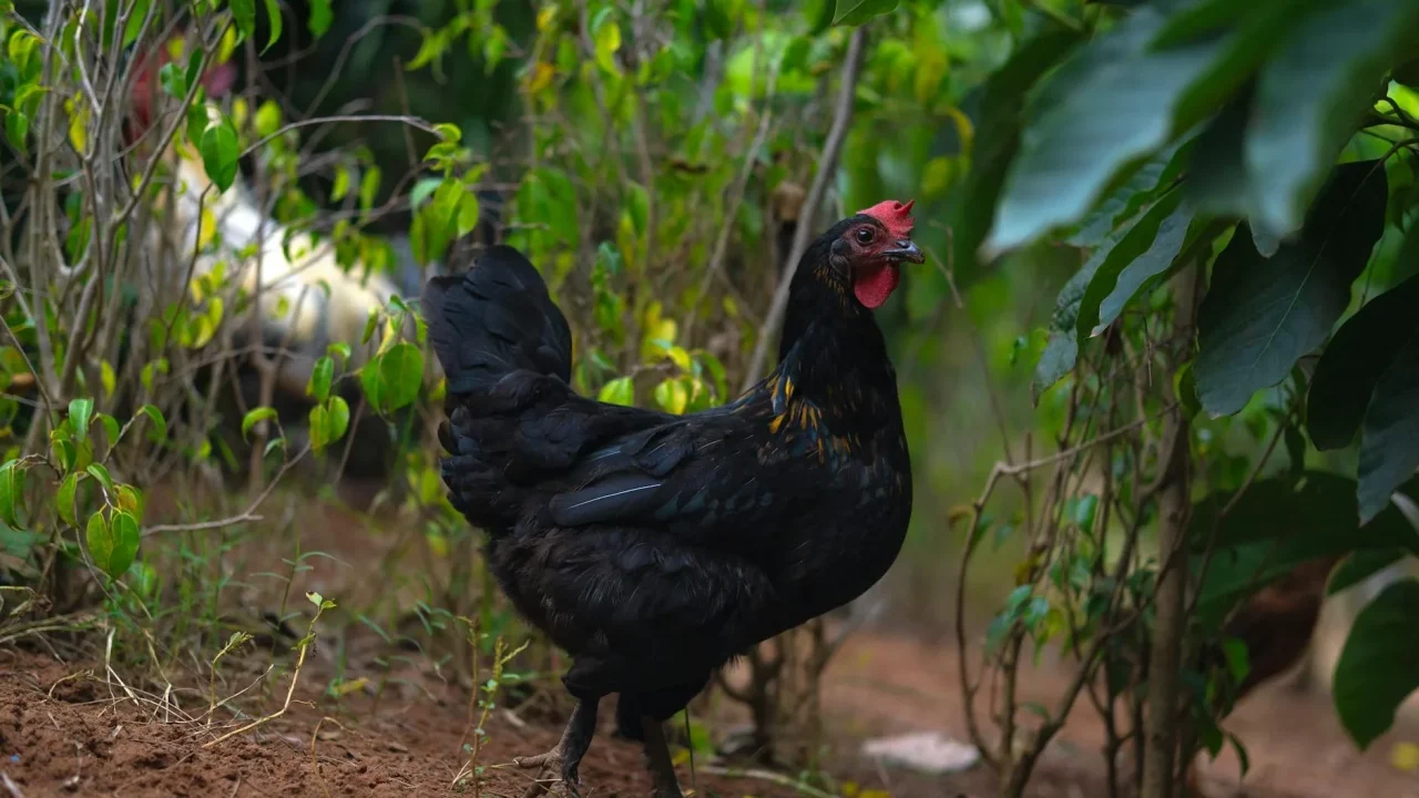 Vegetable Farm Poultry