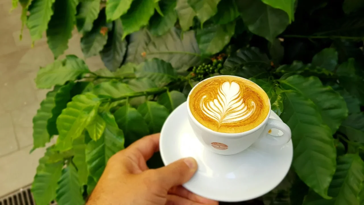 Coffee Cup Plant