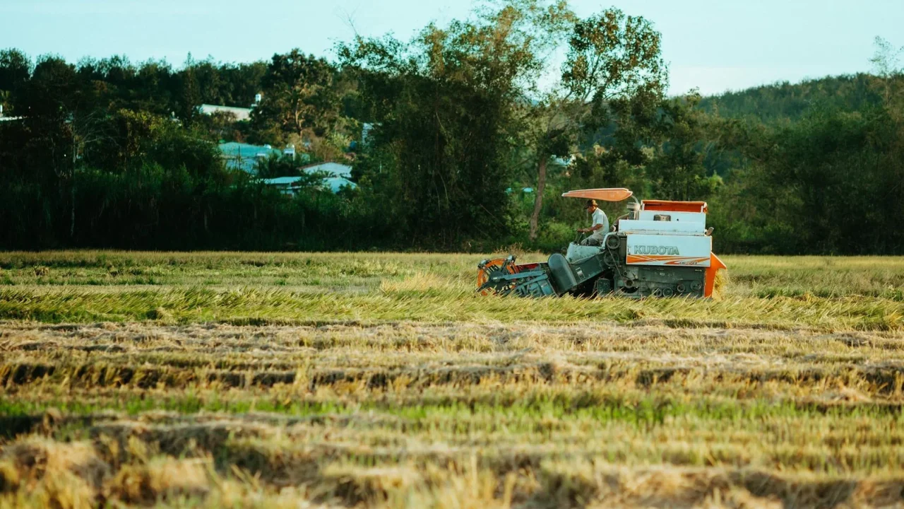 Farm Harvest Rice Field