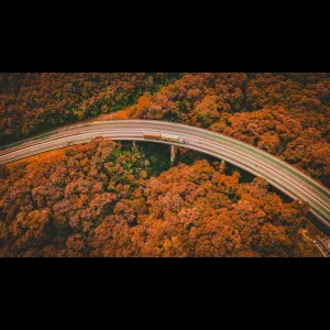Forest Road Truck
