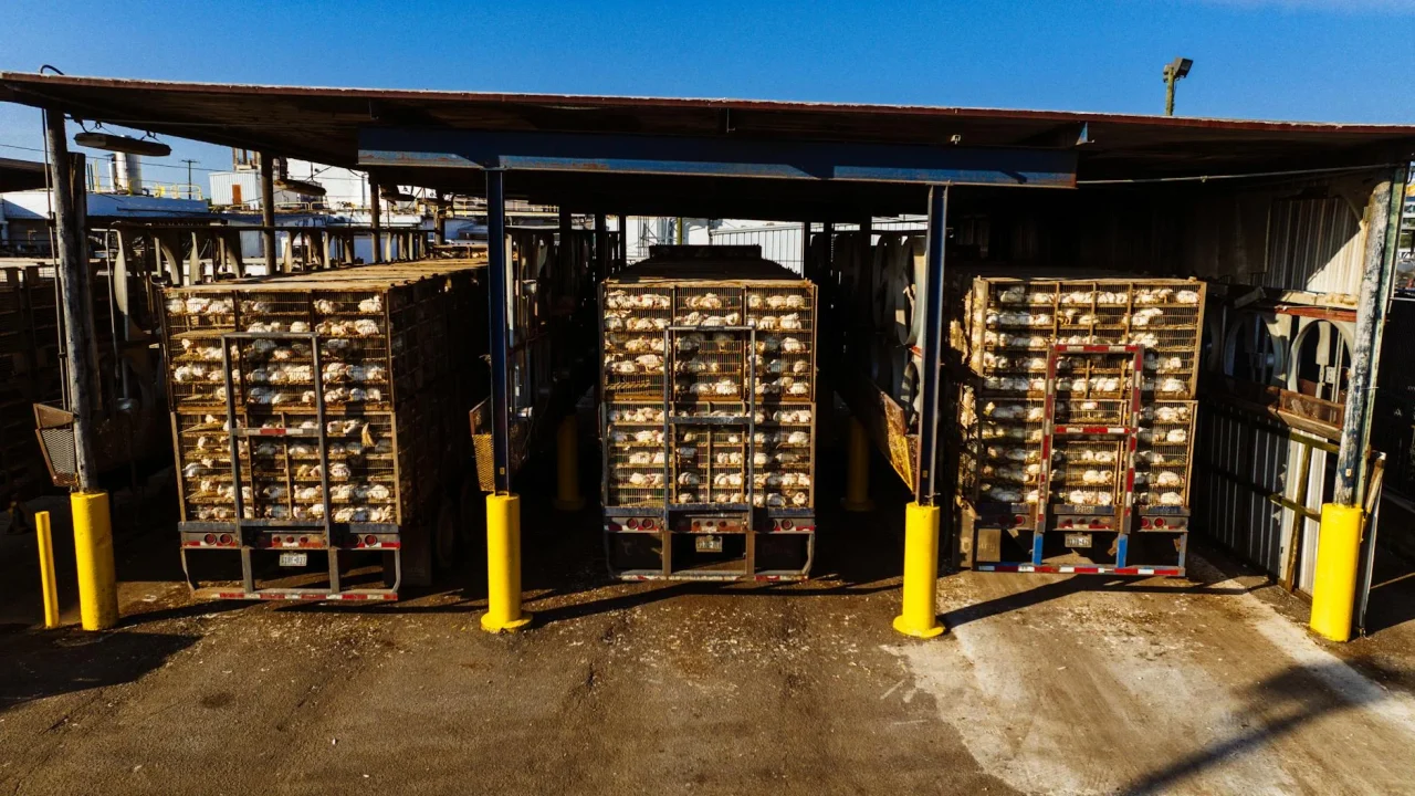 Logistics Food Distribution